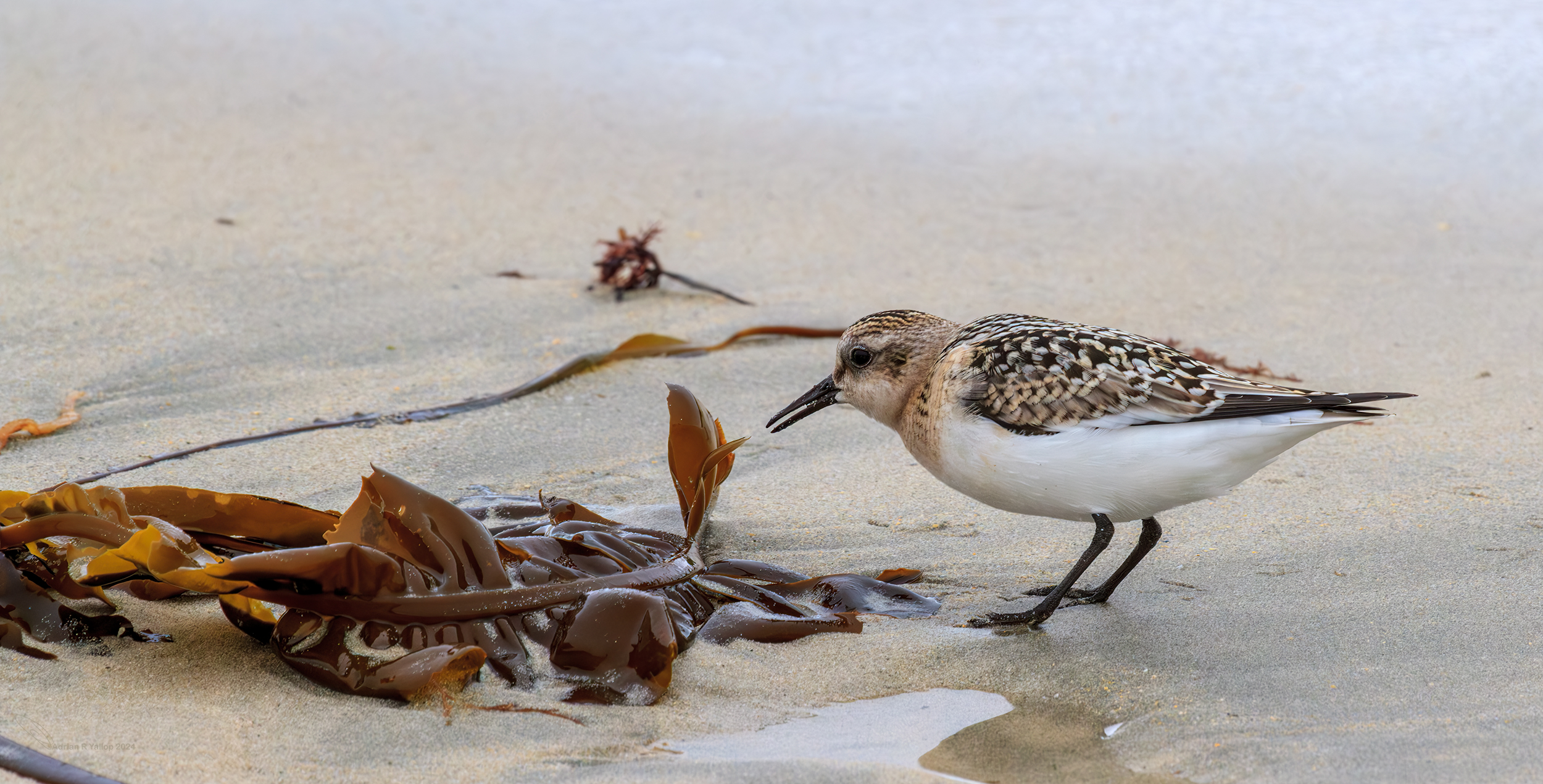  Sanderling Shetland